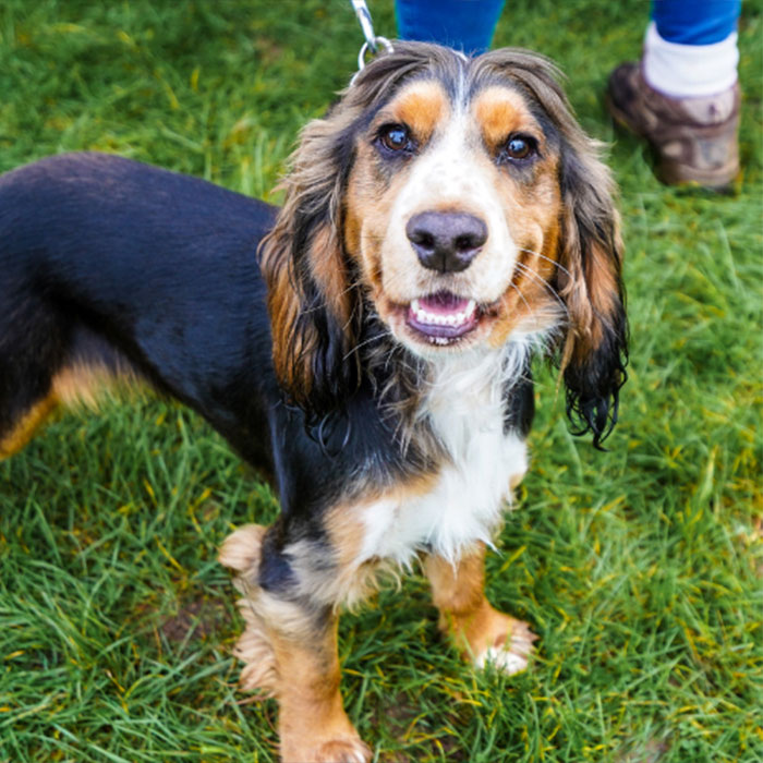 Big Dog Walk Yorkshire - 27 June